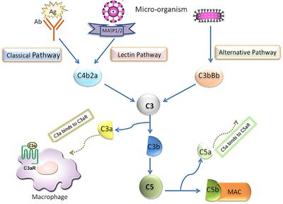 Complement Component C3: A Novel Biomarker Participating in the Pathogenesis of Non-alcoholic Fatty Liver Disease